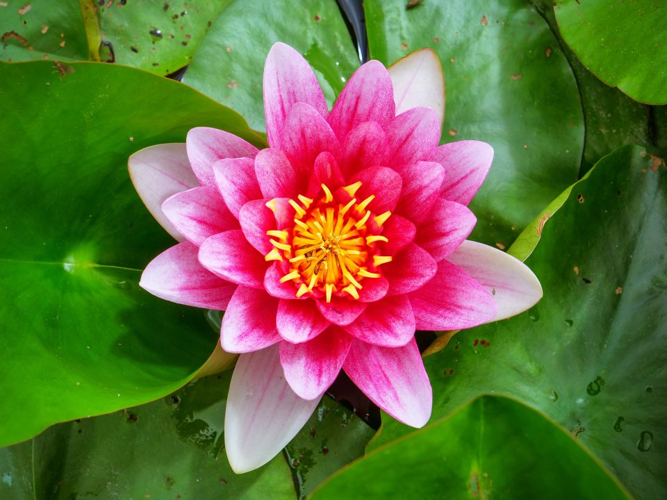 Seerose