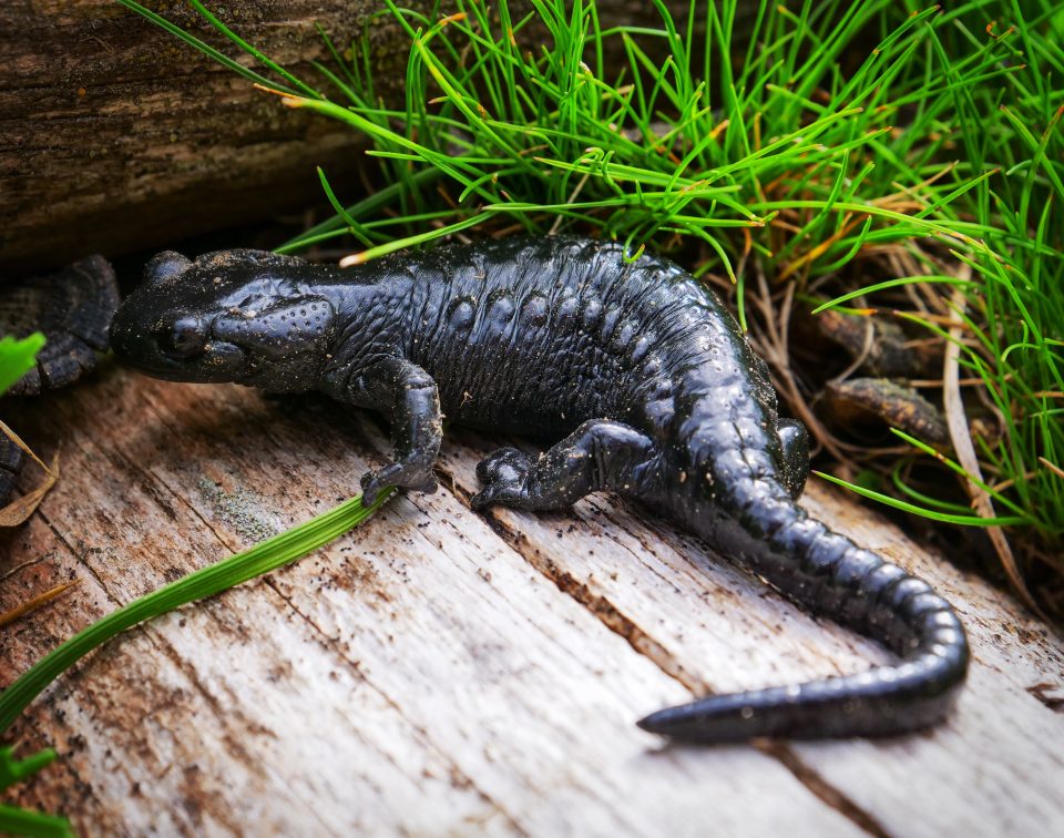 Schwarzer Alpensalamander