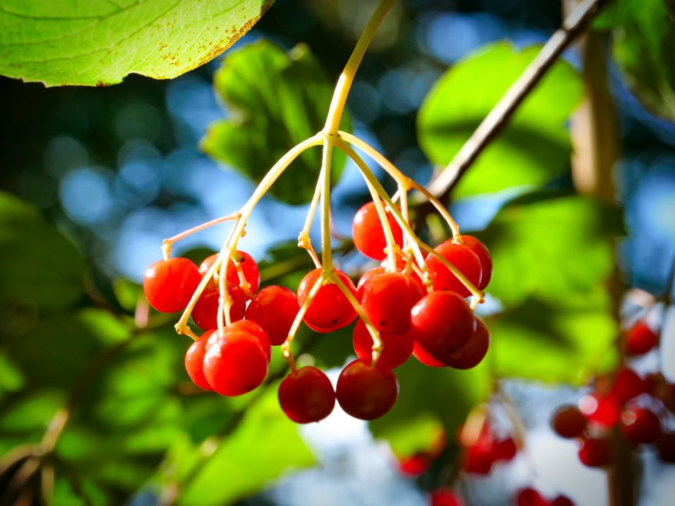 Beeren