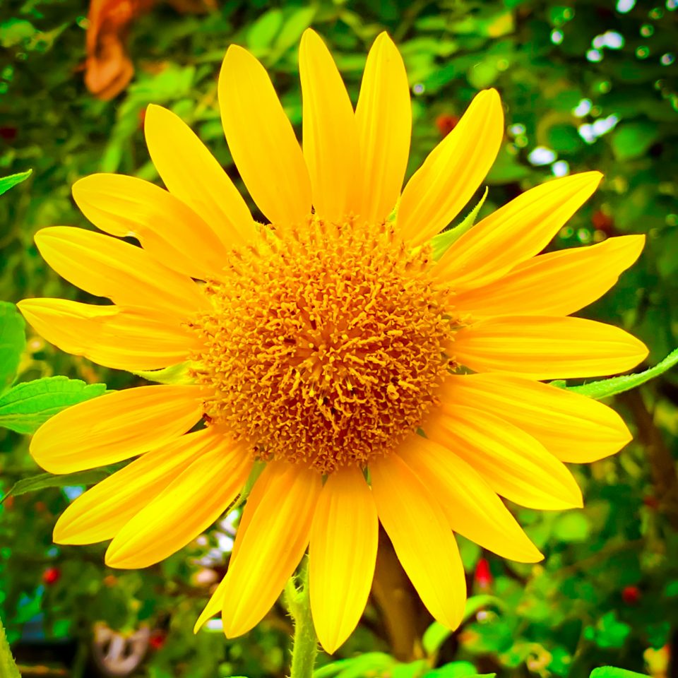Sonnenblume II
