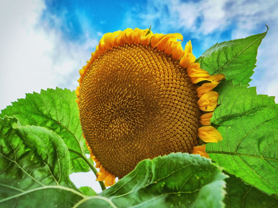 Sonnenblume III
