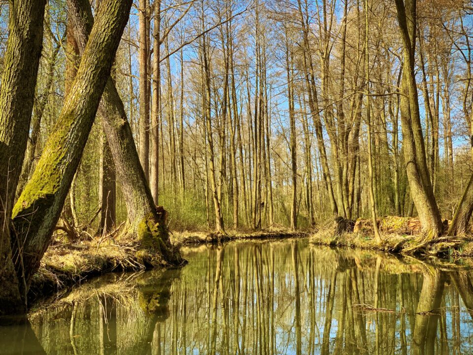 Unterwegs im Spreewald IV