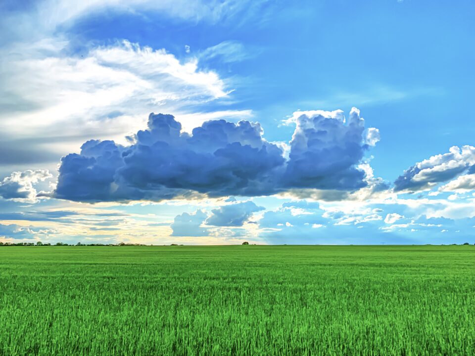 Feld I