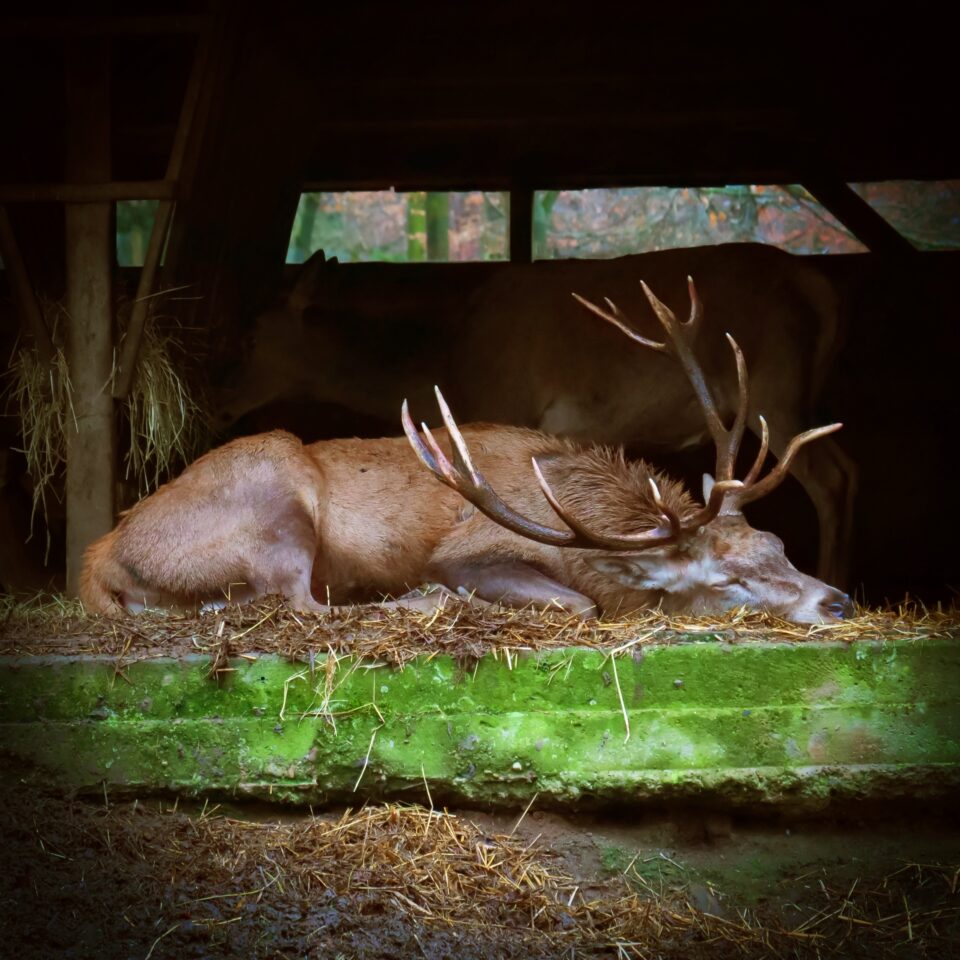 Hirsch