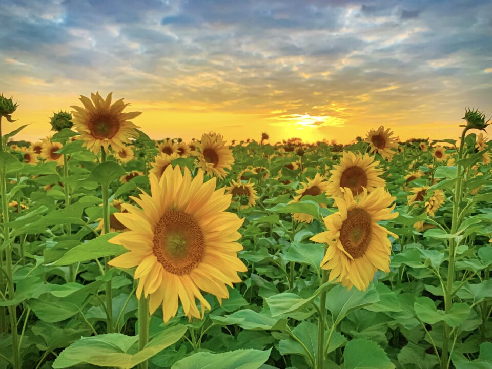 Sonnenblume IV