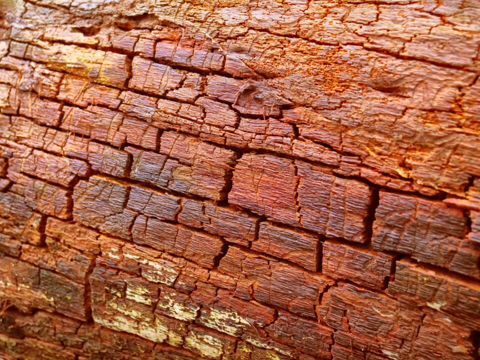 Altes Holz