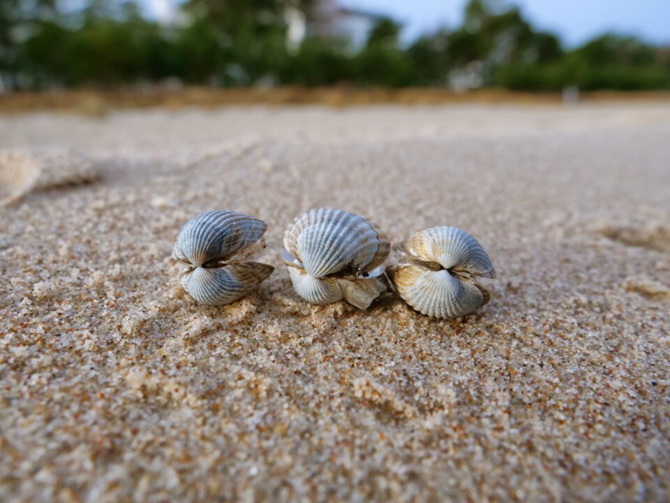 Muscheln I