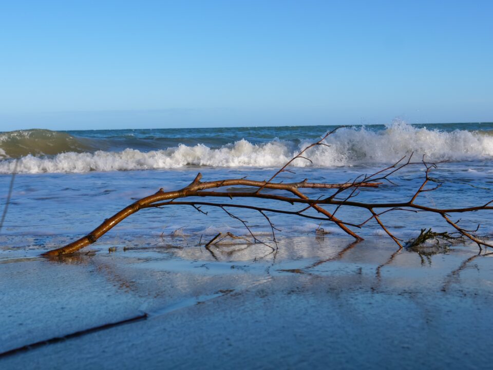 Strandgut I