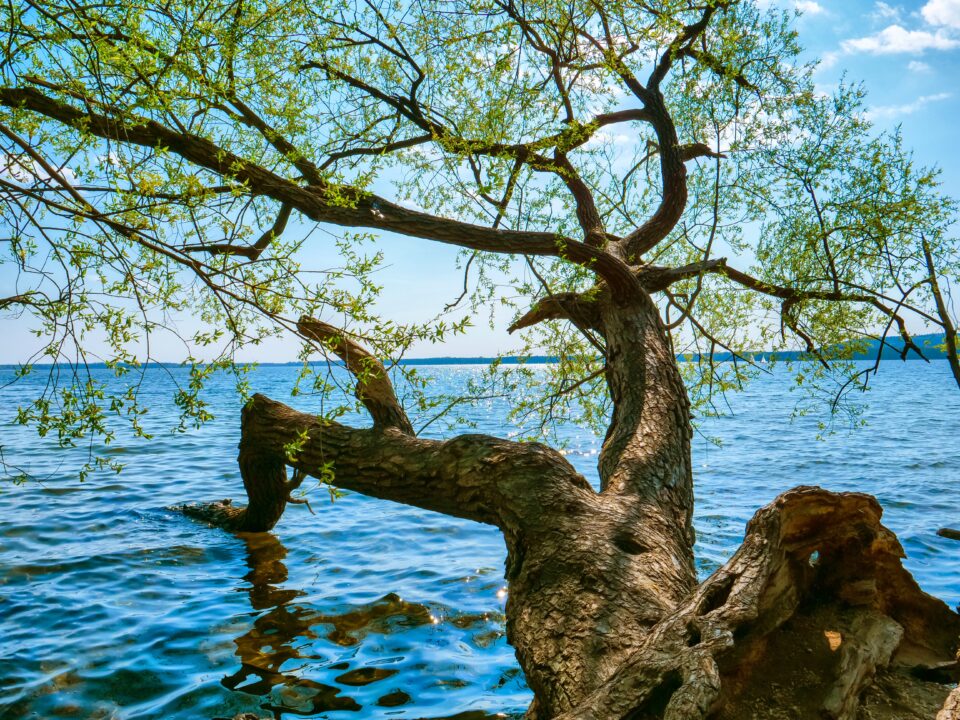 Am See III