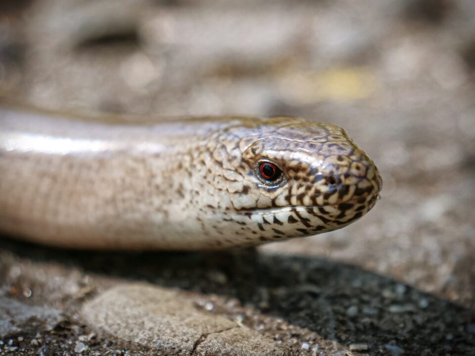 Blindschleiche