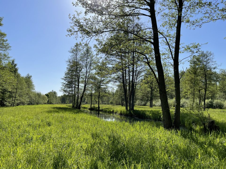 Unterwegs im Spreewald VII