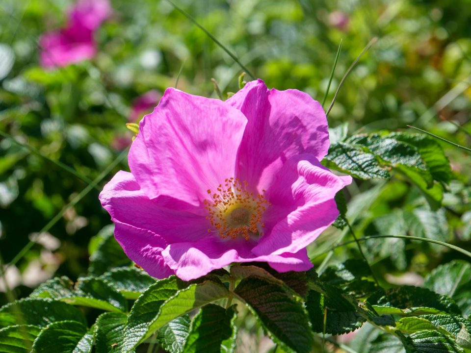 Buschrose