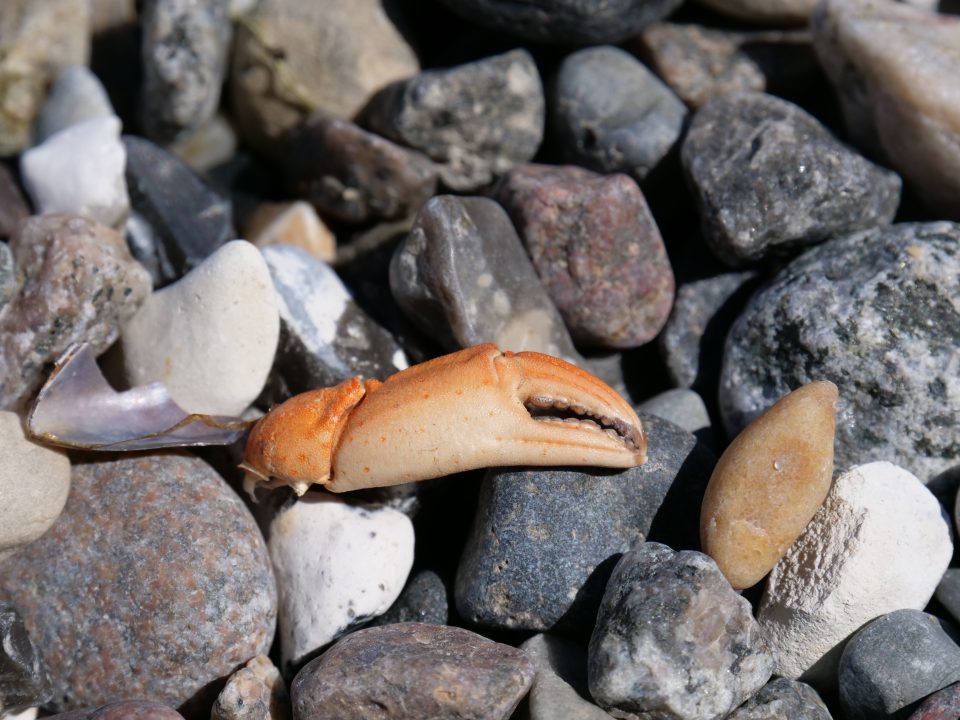 Strandfund