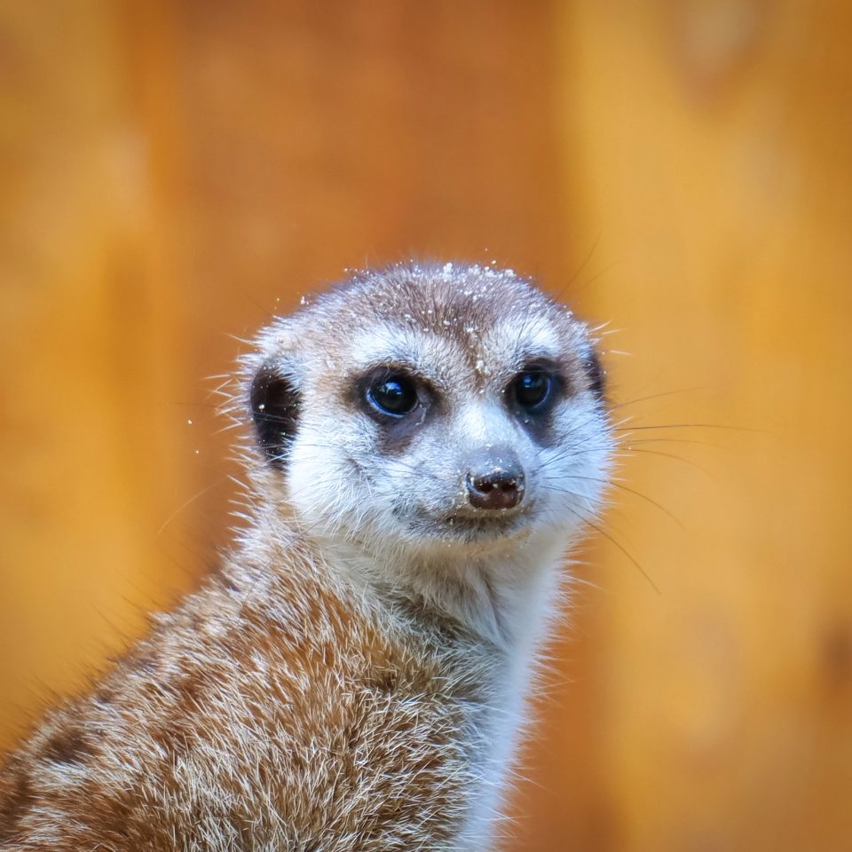 Erdmännchen