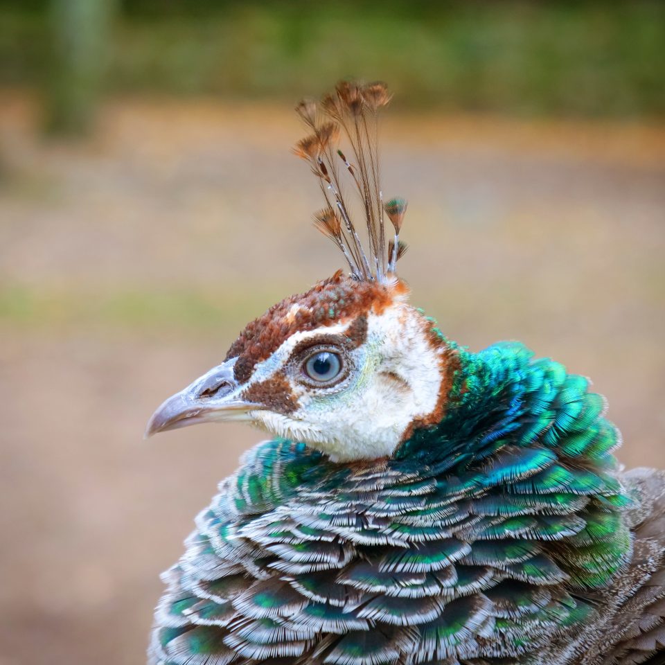 Pfau
