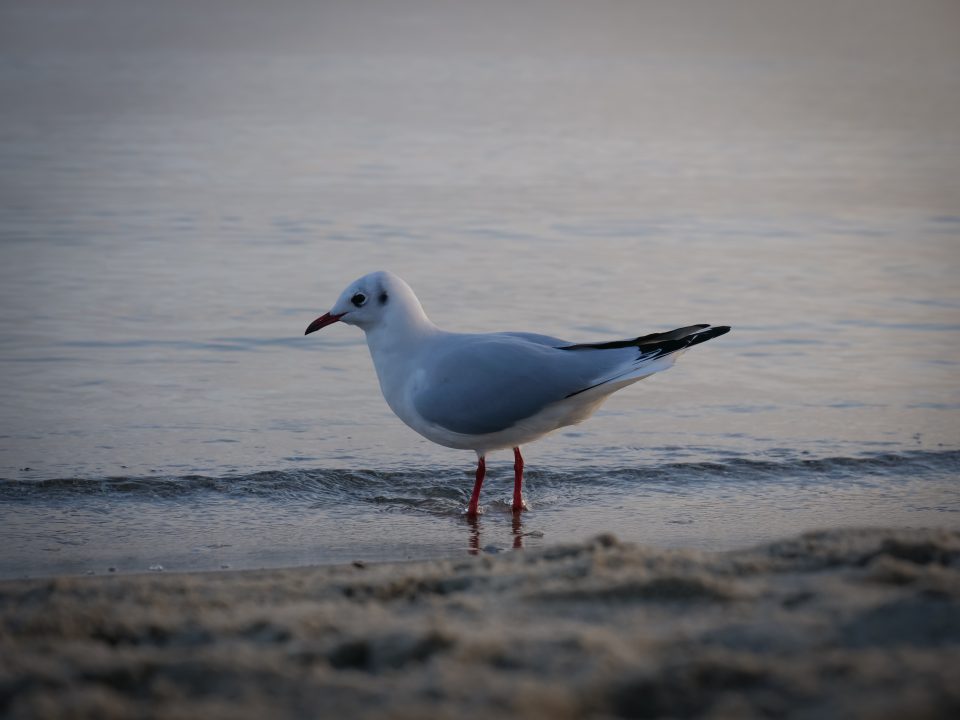 Möve