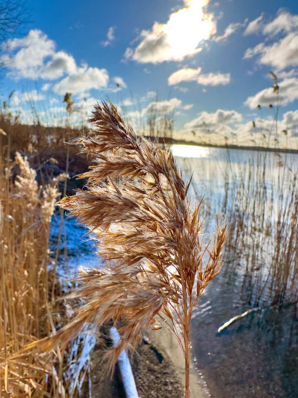 Am See IV