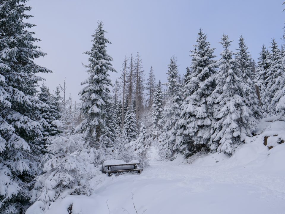 Schneelandschaft